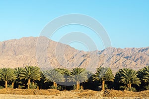 Plantation of Phoenix dactylifera, commonly known asÂ dateÂ orÂ date palm trees in Arava desert, Israel, cultivation of sweet del